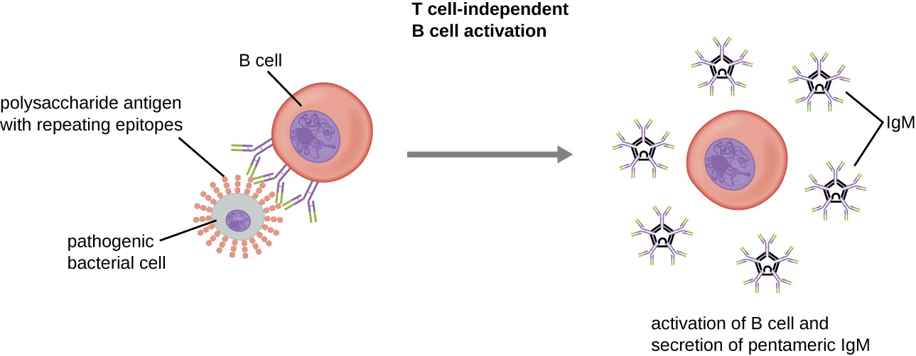 Activation Of B Cells To Make Antibody