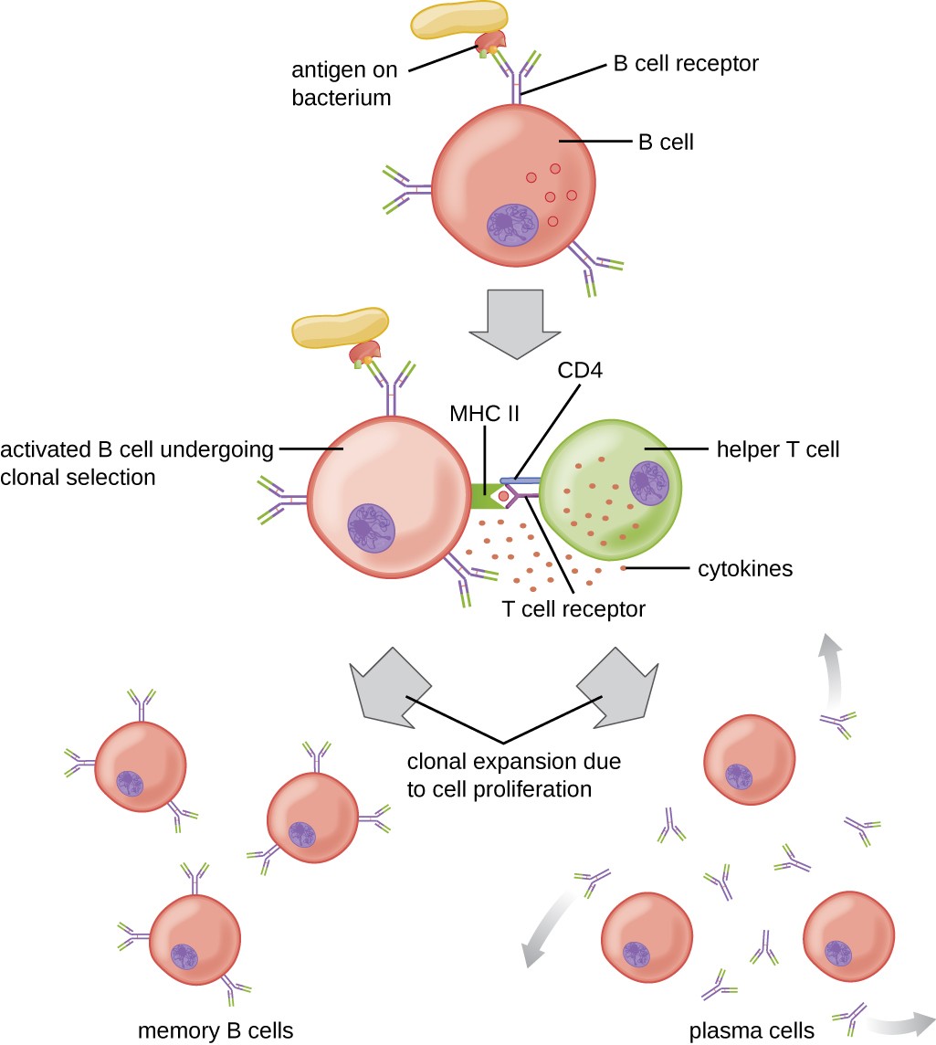 Activation Of B Cells To Make Antibody